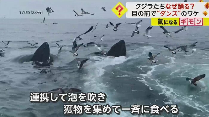動画撮影者によると、クジラは10頭以上いたという