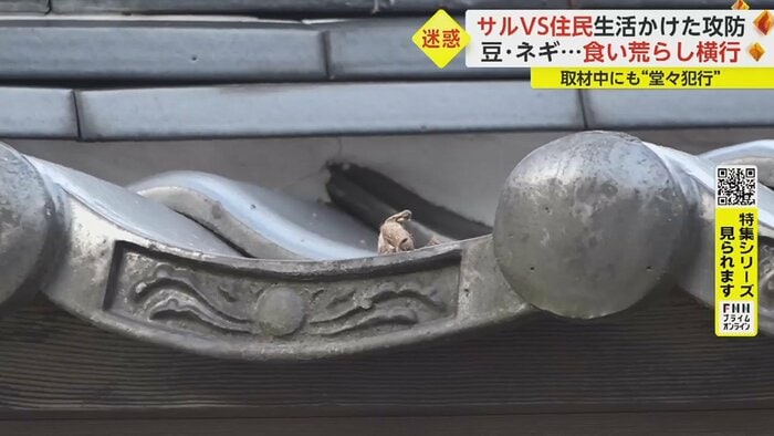 サルが食べた後に残したとみられる豆殻が屋根に