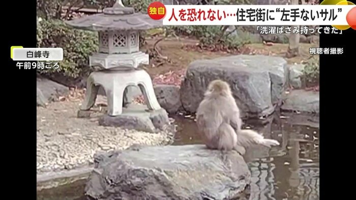 左脚を前に投げ出し、太ももあたりをポリポリと掻いている猿