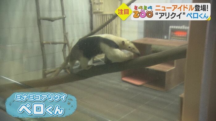 高知県の動物園からやってきた