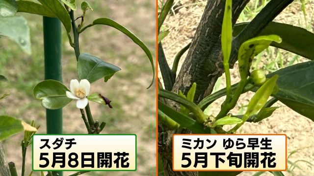 順調に成長　“かんきつ畑”の果樹