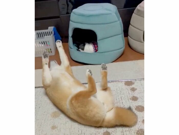 へそ天で動かないあずきちゃん(提供:うにさん)