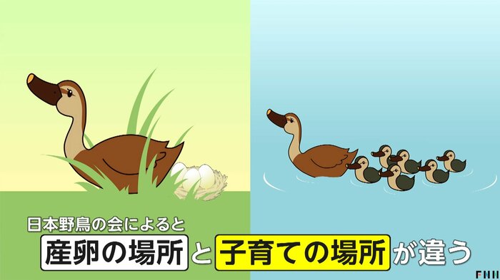 「産卵する場所」と「子育てをする場所」が違うカルガモ