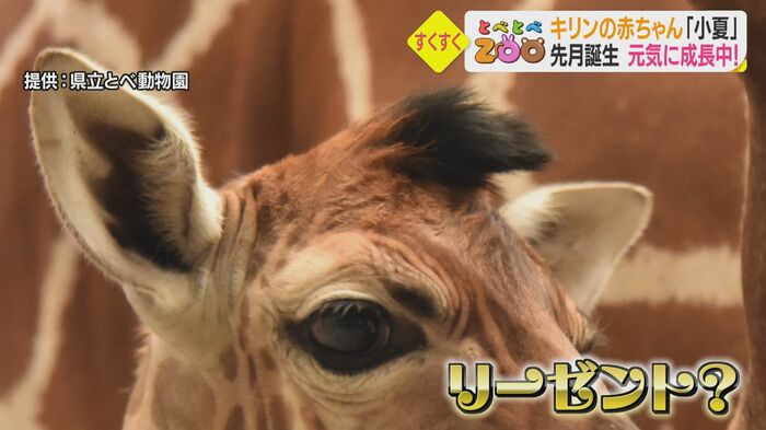 キリンは角が内側・前側を向いた状態で生まれる ふさふさの毛はまるで…