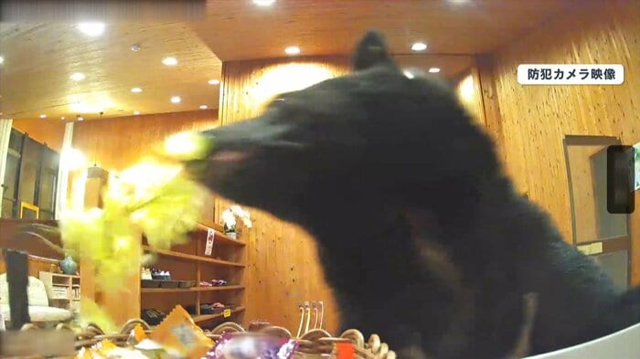 何かをくわえるクマ