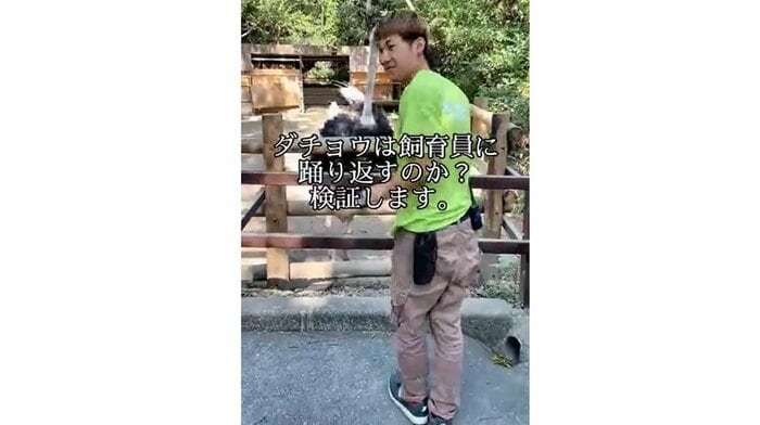 ダチョウは飼育員と躍るのか?検証