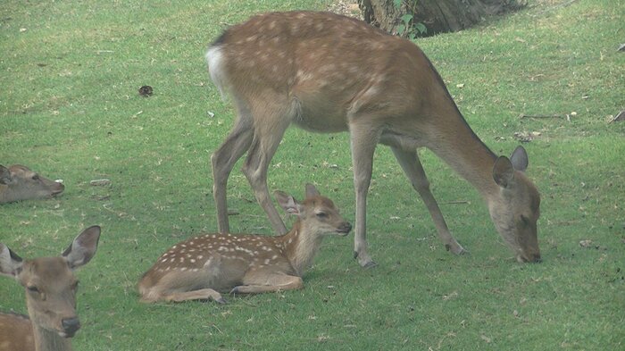 奈良公園周辺の二ホンジカ(提供:奈良⼥⼦⼤学・遊佐陽⼀教授)