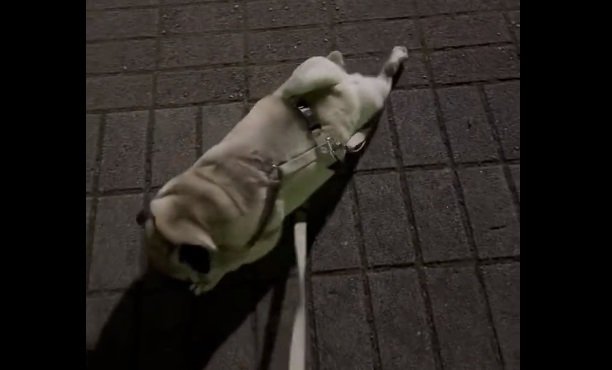 “ほふく前進”で移動する横綱ちゃん