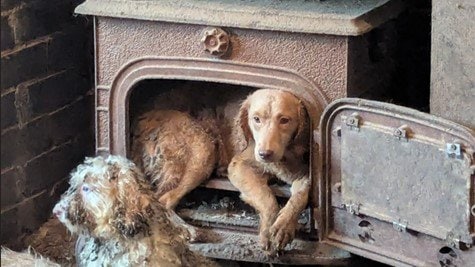 暖炉の中で休む犬も…