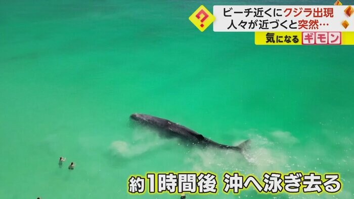 クジラは沖へ泳ぎ去ったが…(Jeffrey Krause)