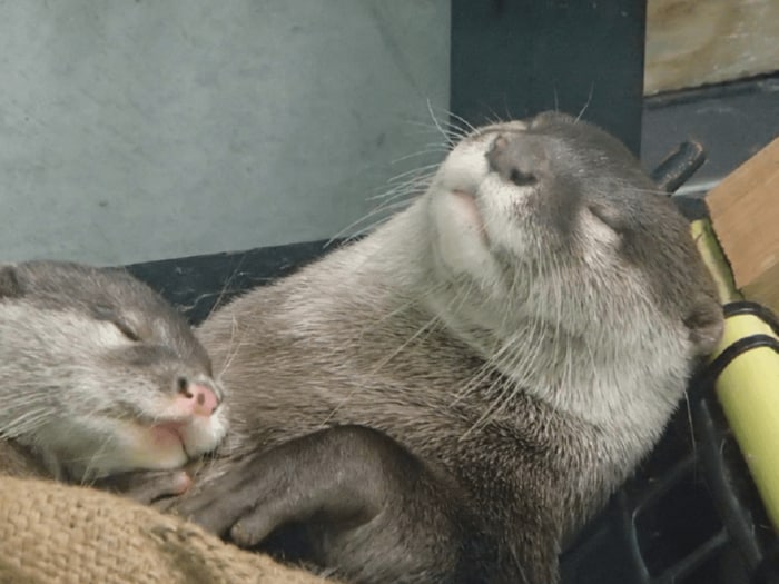 すやすや顔に癒やされる(福岡市動物園提供)