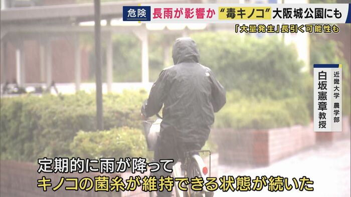 毒キノコ大量発生 その原因は