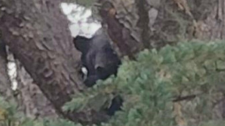 人里にクマ出没、捕獲・駆除相次ぐ　専門家「食べ物がなくて動き回る、結婚相手のメスを探して動き回る。夏は特に注意」｜FNNプライムオンライン