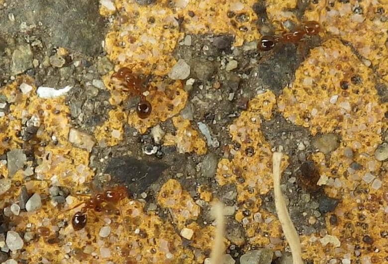 【速報】大阪港で猛毒を持つヒアリ400匹以上確認　環境省が駆除作業を進める｜FNNプライムオンライン