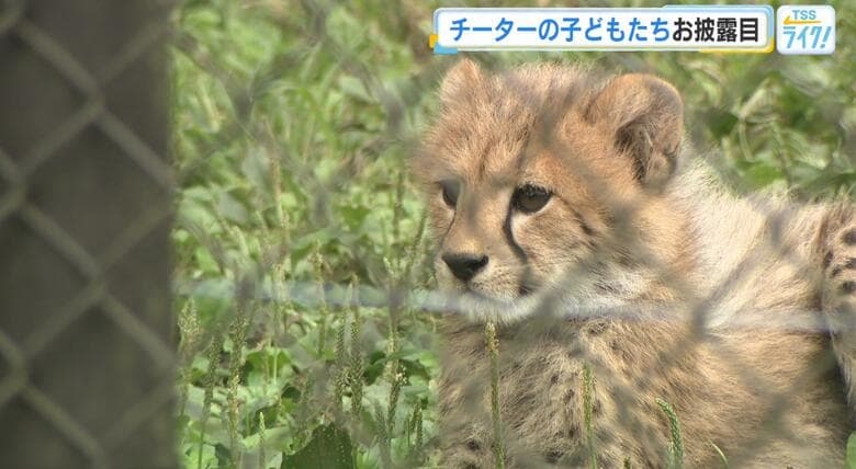 生まれたばかり！チーターの子どもたちお披露目！「ふわふわでかわいい！」広島市安佐動物公園で初めて誕生｜FNNプライムオンライン