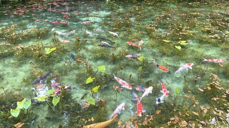 “モネの池”と脚光浴びてから7年…岐阜・関市にある「名もなき池」池の透明度やニシキゴイに変化は｜FNNプライムオンライン