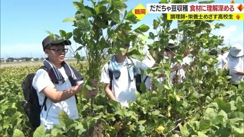今が旬 真夏の畑で“だだちゃ豆”収穫体験　調理師・栄養士を目指す高校生が「地元食材」通し料理の道の理解深める【山形発】｜FNNプライムオンライン