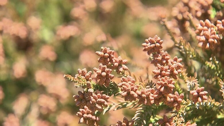 花粉症は2人に1人以上が発症　リアルタイムで飛散状況がわかるチャンネルや政府の対策も　夢のような「花粉がない島」とは｜FNNプライムオンライン