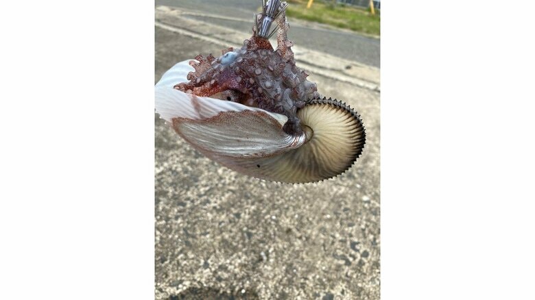釣れたのは貝殻に入った“タコ”…それとも1つの生き物？ その正体を専門家に聞いてみた