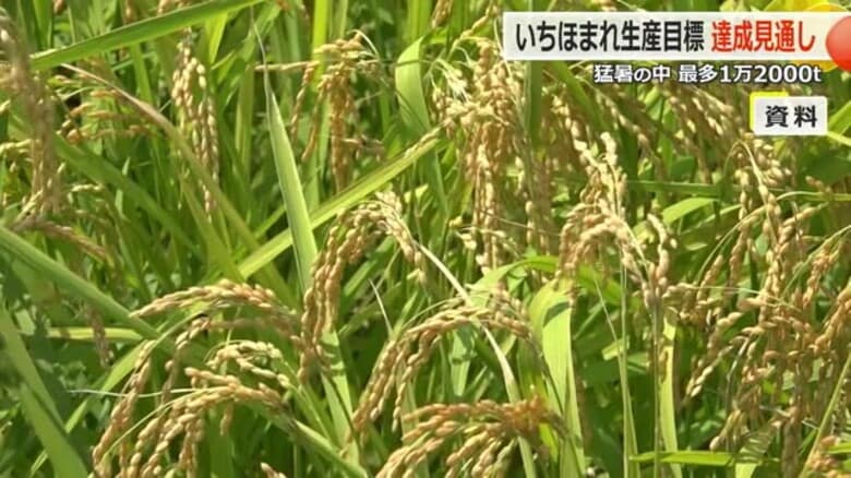 ブランド米「いちほまれ」猛暑の影響みられず　福井県産米の1割、過去最多1万2000トンを収穫へ　「目標生産量」達成の見込み｜FNNプライムオンライン
