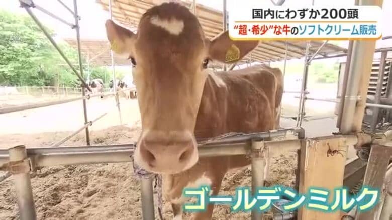 超希少！！国内にわずか200頭「ガンジー牛」のソフトクリーム販売開始　濃厚ながらさっぱりとした後味　道の駅みくにの一角で14日から　福井｜FNNプライムオンライン