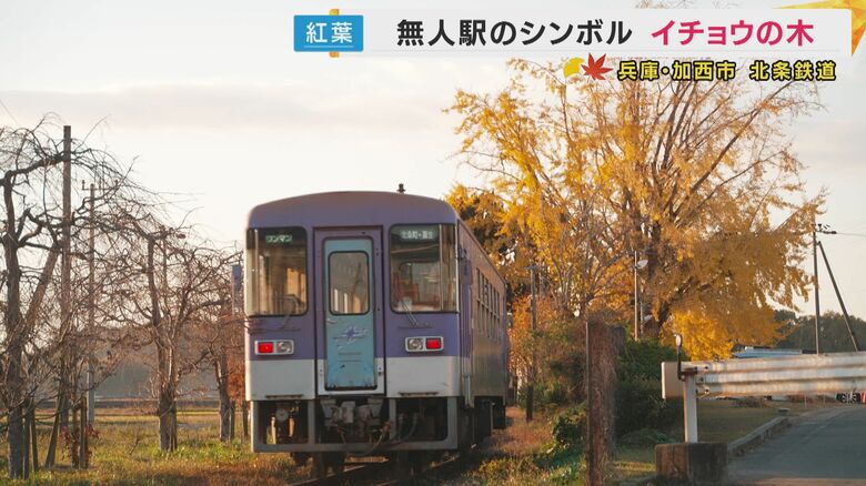 運転士の成長を見守る無人駅のイチョウ　SNSで話題の秋の風景　兵庫・北条鉄道｜FNNプライムオンライン