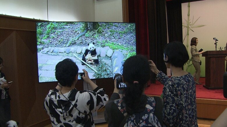 上野動物園生まれのパンダ「シャンシャン」とのオンライン交流会　中国大使館で開催　元気に好物の竹を食べる様子公開｜FNNプライムオンライン
