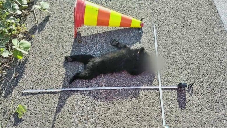 北陸自動車道で死んだクマは3頭に、行方がわからなかった子グマも100メートル離れた路上で死んでいるのが見つかる｜FNNプライムオンライン