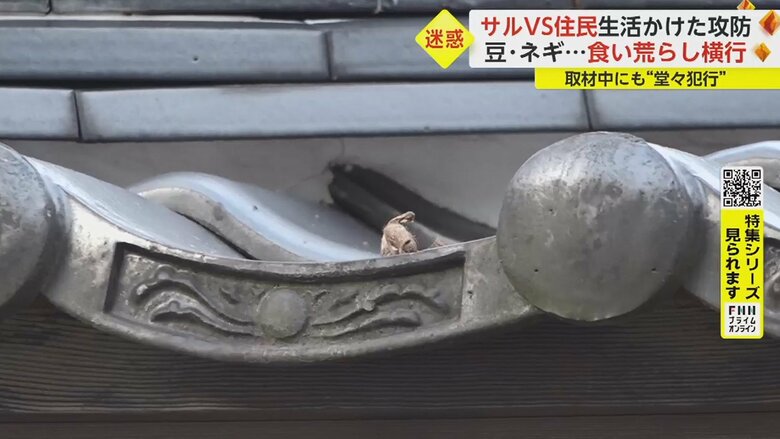 サルが食べた後に残したとみられる豆殻が屋根に