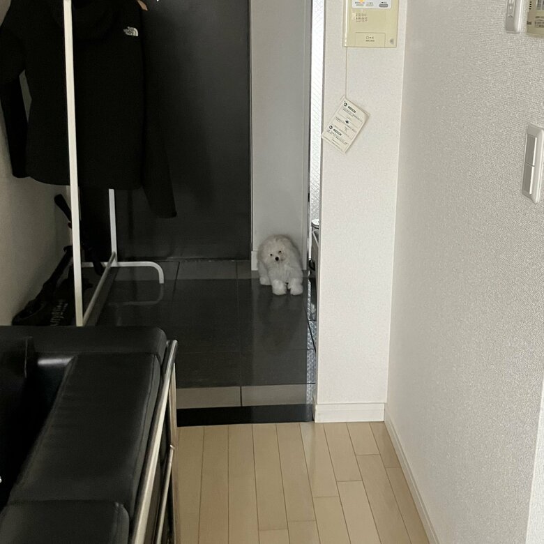 提供：白く、柔らかな犬さん