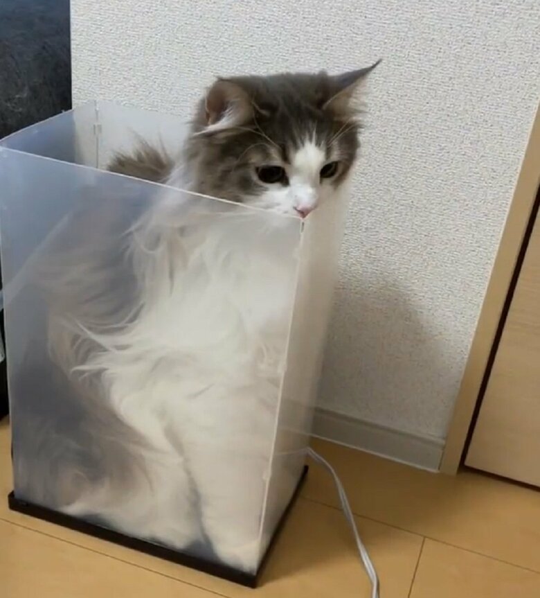 「もう一度挑戦しようか…」考えているよう