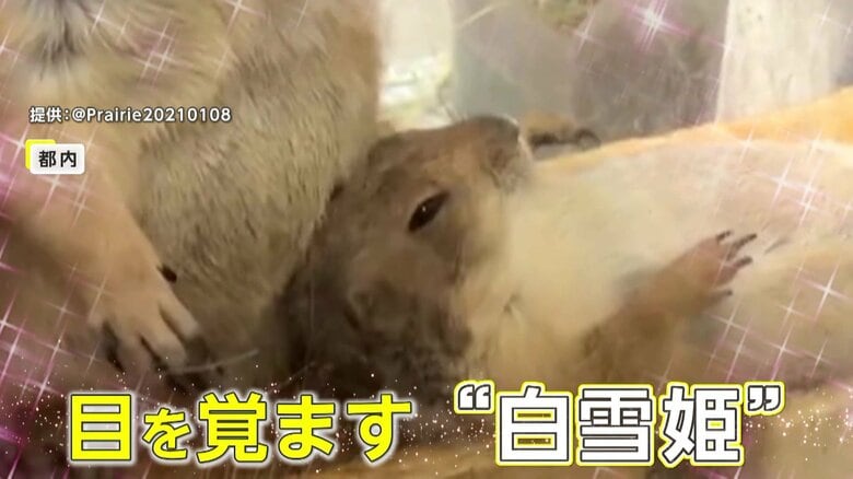 まるでディズニー映画“白雪姫”