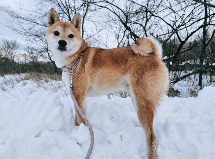 雪の中でキリッ