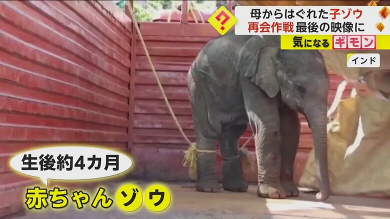 トラックの荷台に乗せられた生後約4カ月の赤ちゃんゾウ