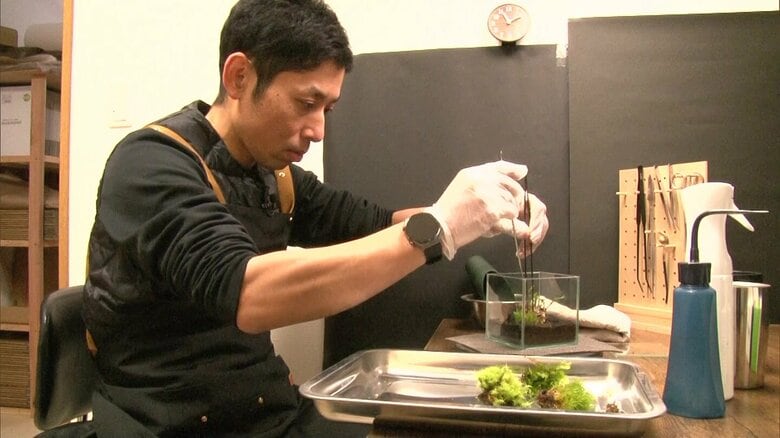 “本業”のコケの仕事の様子