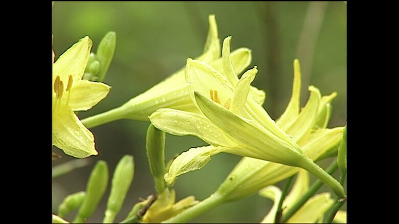 両陛下が寄贈されたアサマキスゲ