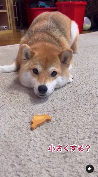 提供：柴犬ゆきちゃん