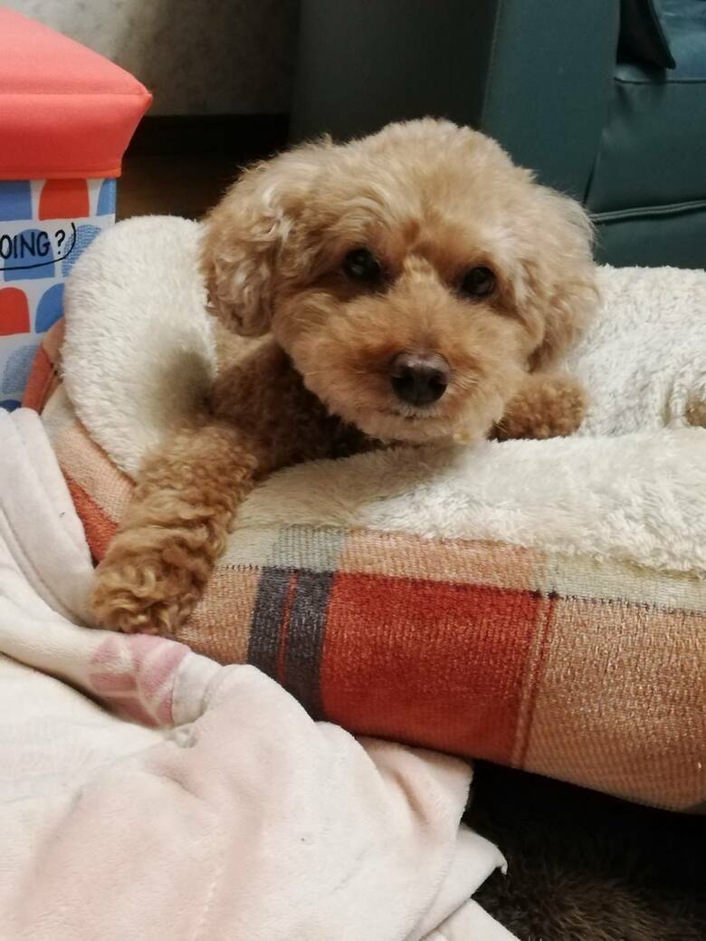 飼い主に愛され、すくすく育ったデコピン君