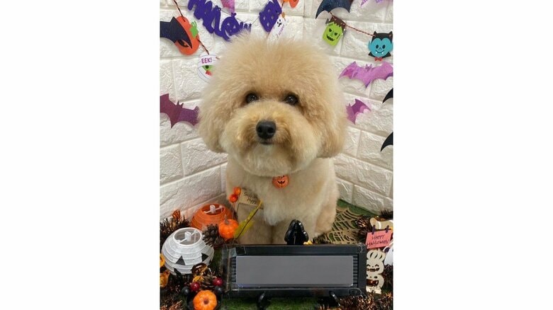 トリミング後。ハロウィンバージョン