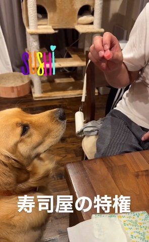 お寿司屋さんのワンちゃんの特権？