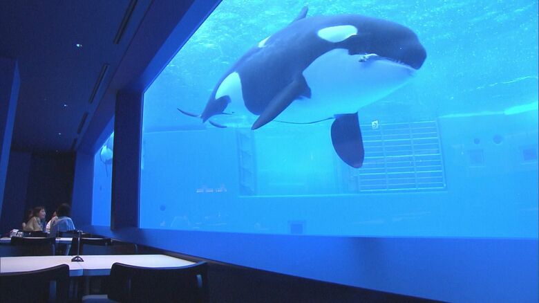 シャチを眺めながら食事を楽しめるレストラン「ブルーオーシャン」