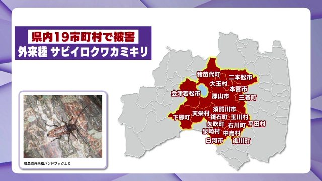 サビイロクワカミキリ　物流に潜り込み上陸か