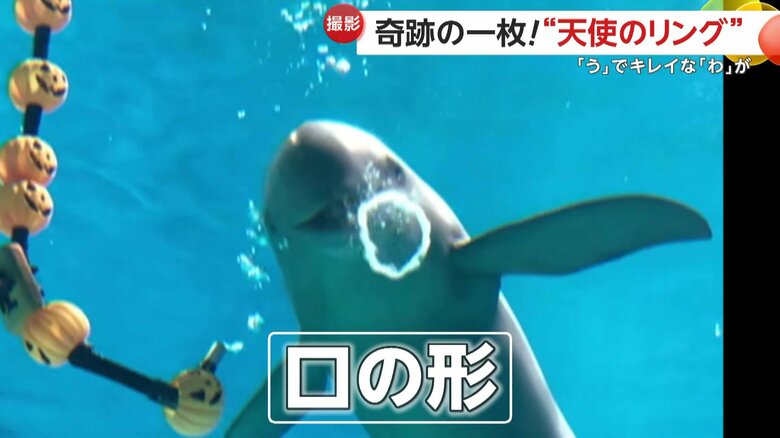 口を「う」の形にできるため、水を吹くことができ、バブルリングが作れるスナメリ