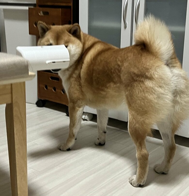 コロコロのフタ？知りませんね