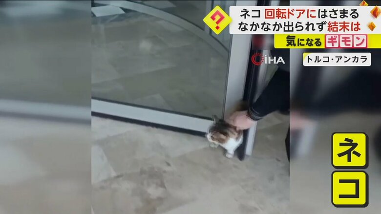 回転ドアのすき間から頭を出しているネコ