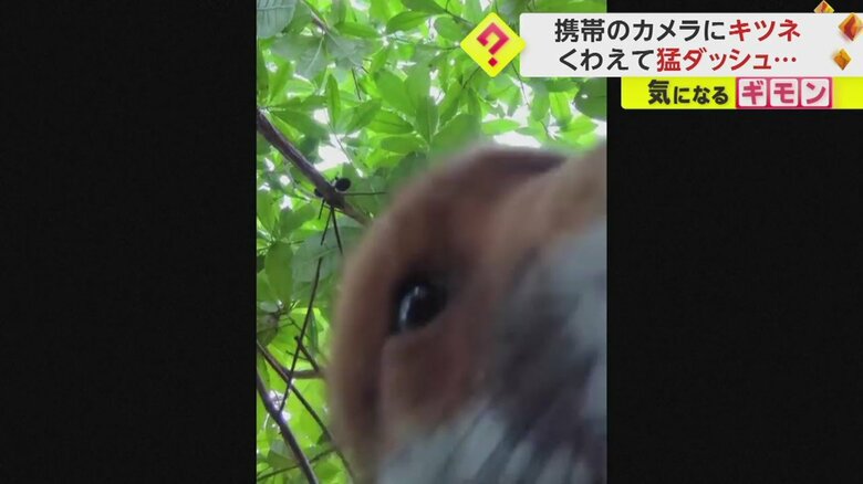 あるキツネを撮影する目的で置いた携帯電話を別のキツネがくわえてダッシュする一部始終