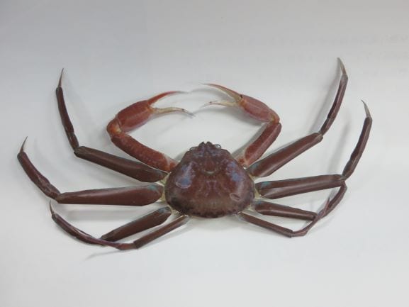 完成したズワイガニ（提供：国立研究開発法人 水産研究・教育機構）