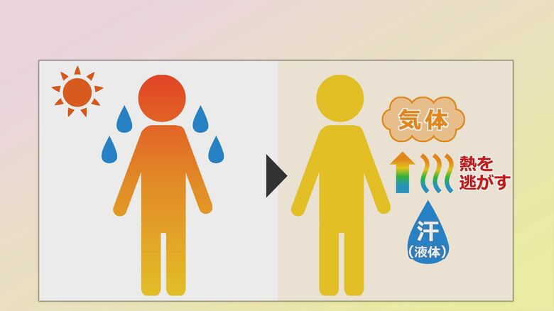 発汗のメカニズム