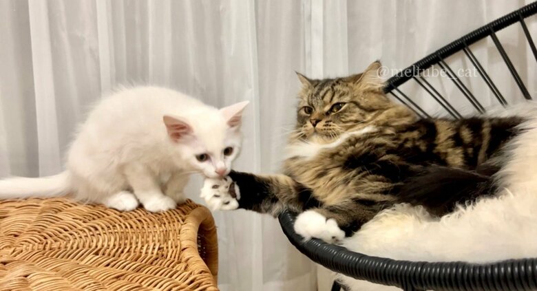 右がペルシャ×スコティッシュフォールドのミックス猫の「メル」くん