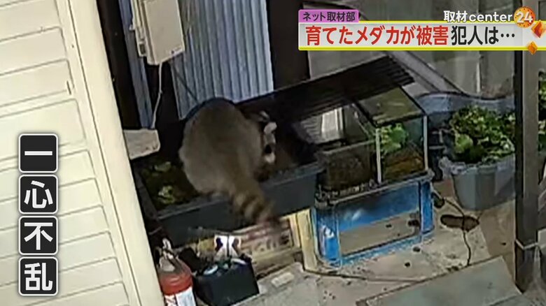 （FNN投稿サイト「ビデオPost」）